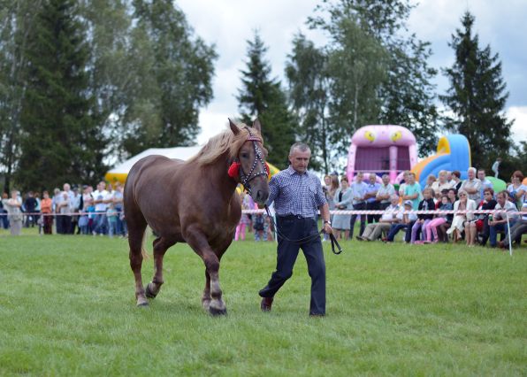 Powiatowa Wystawa Koni 2014