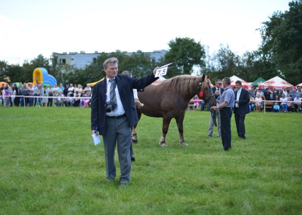 Powiatowa Wystawa Koni 2014
