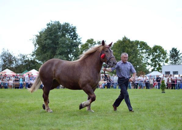 Powiatowa Wystawa Koni 2014