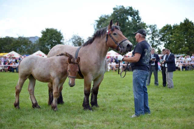 Powiatowa Wystawa Koni 2014