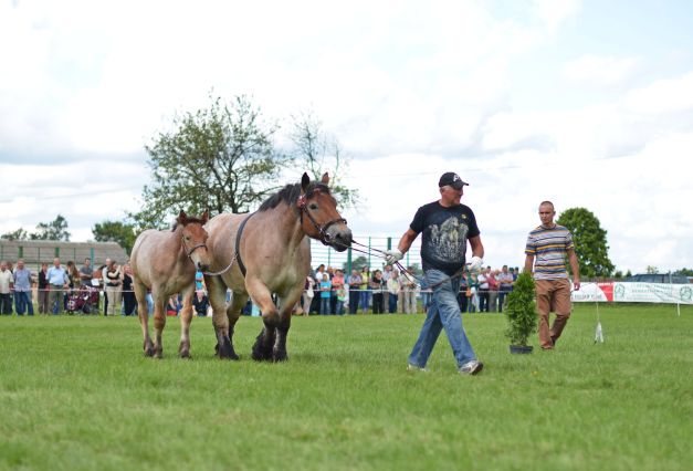 Powiatowa Wystawa Koni 2014