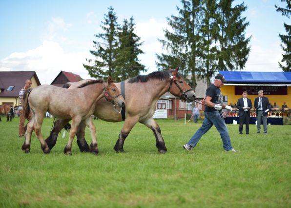 Powiatowa Wystawa Koni 2014