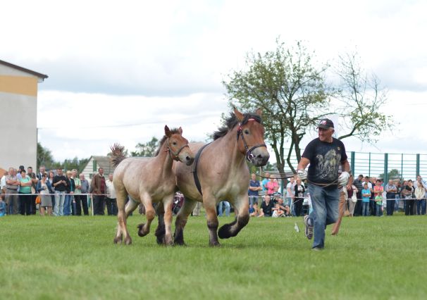 Powiatowa Wystawa Koni 2014