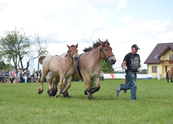 Powiatowa Wystawa Koni 2014