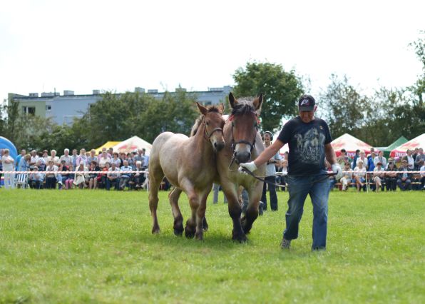 Powiatowa Wystawa Koni 2014