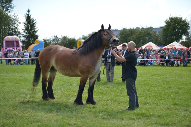 Powiatowa Wystawa Koni 2014