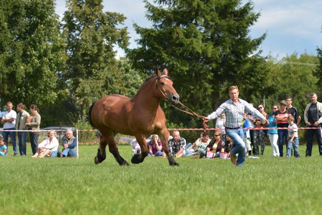 Powiatowa Wystawa Koni 2014