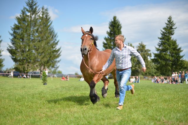 Powiatowa Wystawa Koni 2014