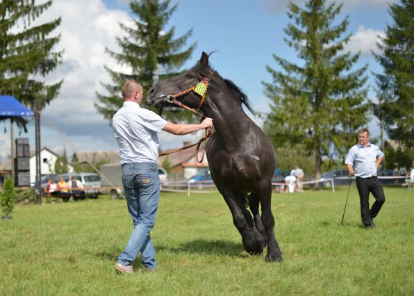 Powiatowa Wystawa Koni 2014