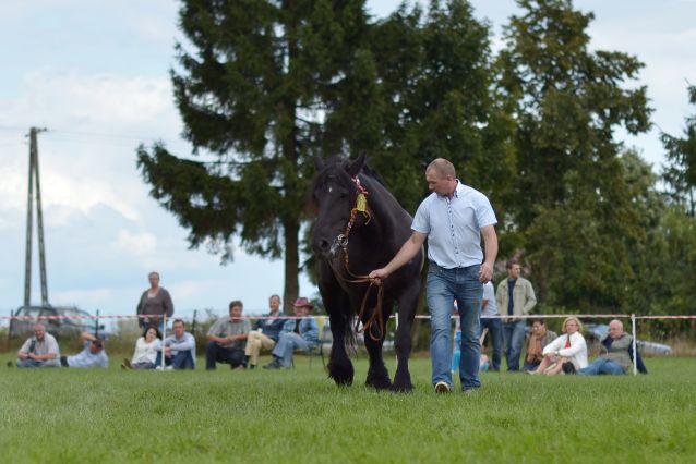 Powiatowa Wystawa Koni 2014