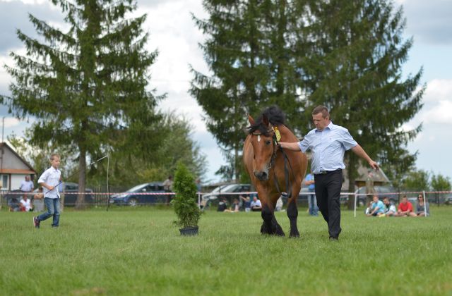 Powiatowa Wystawa Koni 2014