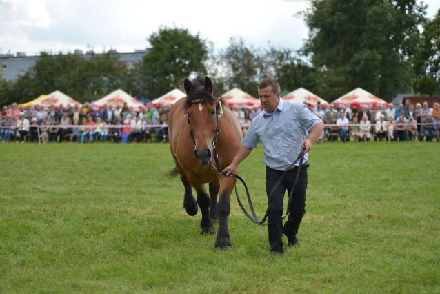 Powiatowa Wystawa Koni 2014