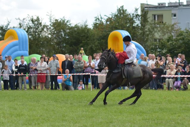 Powiatowa Wystawa Koni 2014