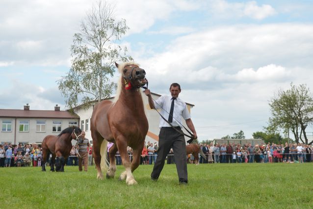 Powiatowa Wystawa Koni 2014