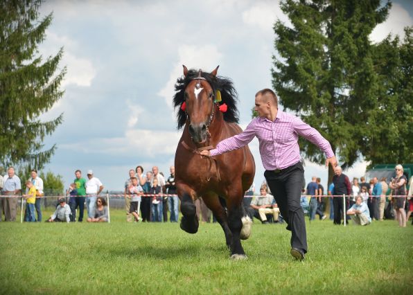 Powiatowa Wystawa Koni 2014