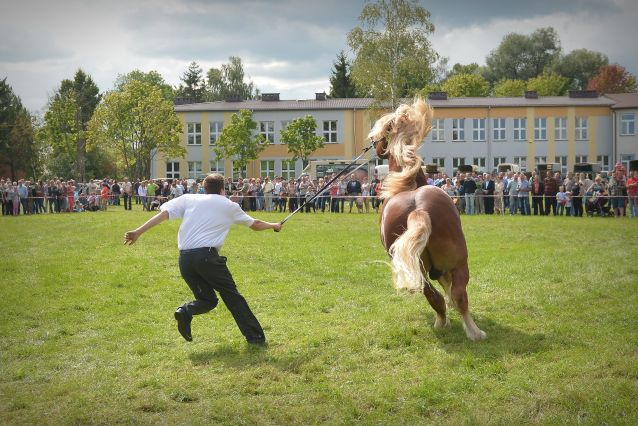 Powiatowa Wystawa Koni 2014