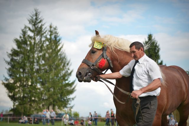 Powiatowa Wystawa Koni 2014