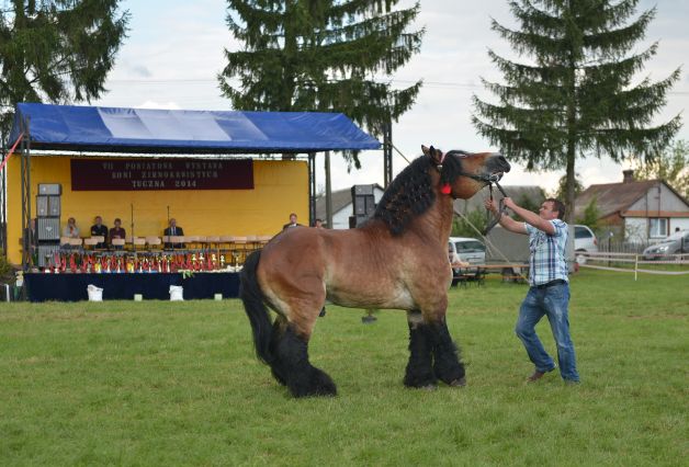 Powiatowa Wystawa Koni 2014