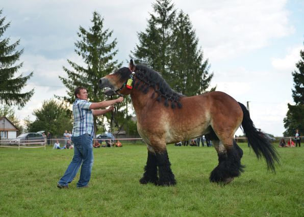 Powiatowa Wystawa Koni 2014