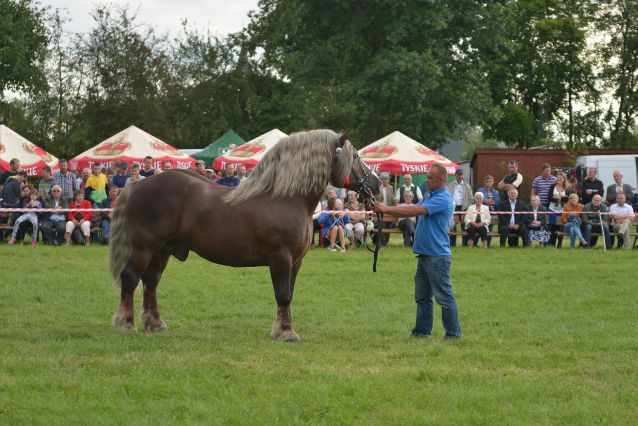 Powiatowa Wystawa Koni 2014