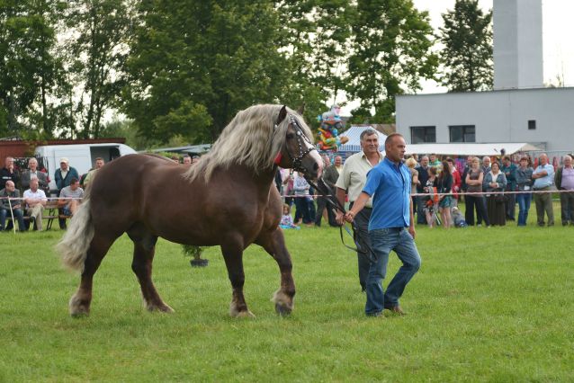 Powiatowa Wystawa Koni 2014