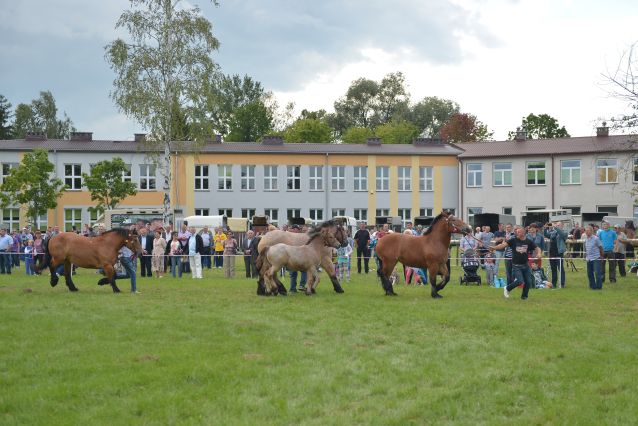 Powiatowa Wystawa Koni 2014