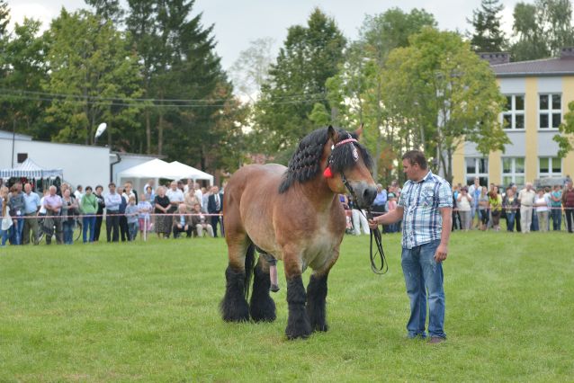 Powiatowa Wystawa Koni 2014