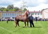 Powiatowa Wystawa Koni 2014