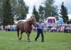 Powiatowa Wystawa Koni 2014