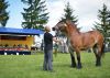 Powiatowa Wystawa Koni 2014