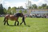 Powiatowa Wystawa Koni 2014
