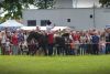 Powiatowa Wystawa Koni 2014
