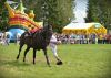 Powiatowa Wystawa Koni 2014
