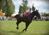 Powiatowa Wystawa Koni 2014