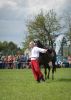 Powiatowa Wystawa Koni 2014