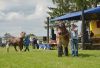 Powiatowa Wystawa Koni 2014