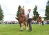 Powiatowa Wystawa Koni 2014