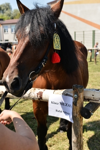 VIII Regionalna Wystawa Koni Zimnokrwistych