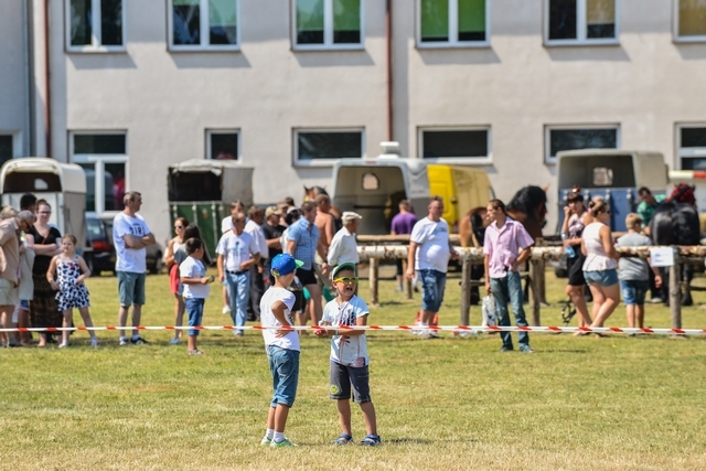 VIII Regionalna Wystawa Koni Zimnokrwistych