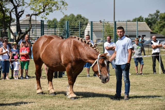 VIII Regionalna Wystawa Koni Zimnokrwistych