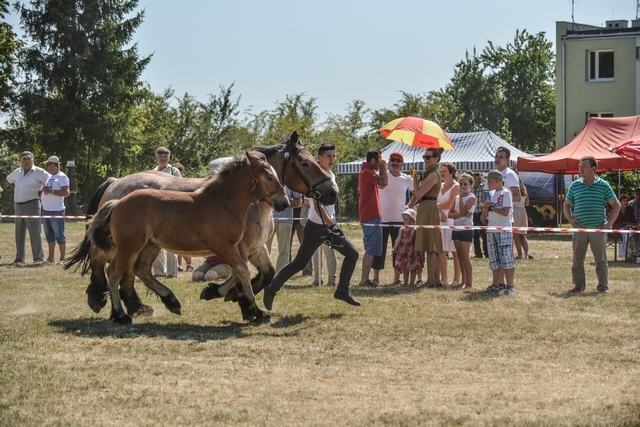 VIII Regionalna Wystawa Koni Zimnokrwistych