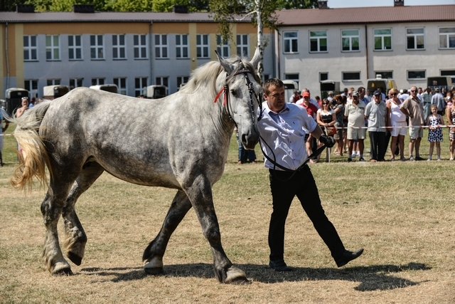 VIII Regionalna Wystawa Koni Zimnokrwistych