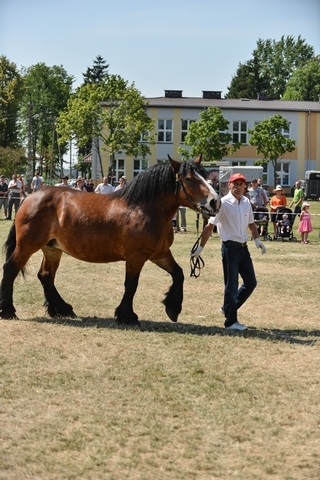 VIII Regionalna Wystawa Koni Zimnokrwistych