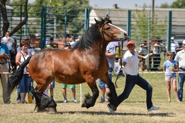 VIII Regionalna Wystawa Koni Zimnokrwistych