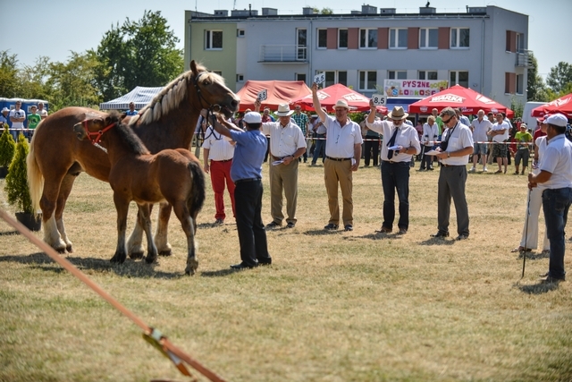 VIII Regionalna Wystawa Koni Zimnokrwistych