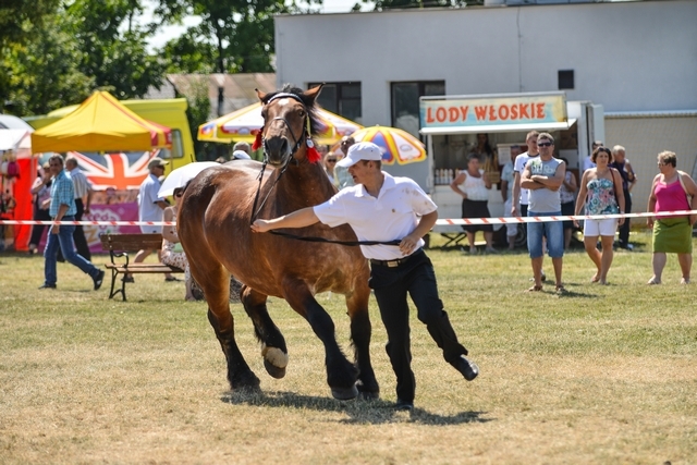 VIII Regionalna Wystawa Koni Zimnokrwistych